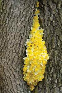 Laurent Bessol : le nez dans l'herbe Laurent Bessol : le nez dans l'herbe